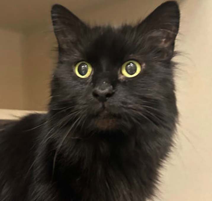 Photo of Peach