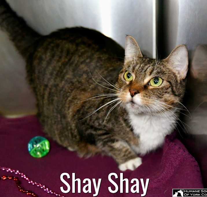 Photo of Shay Shay