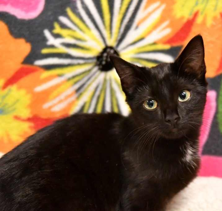 Photo of Shimmer