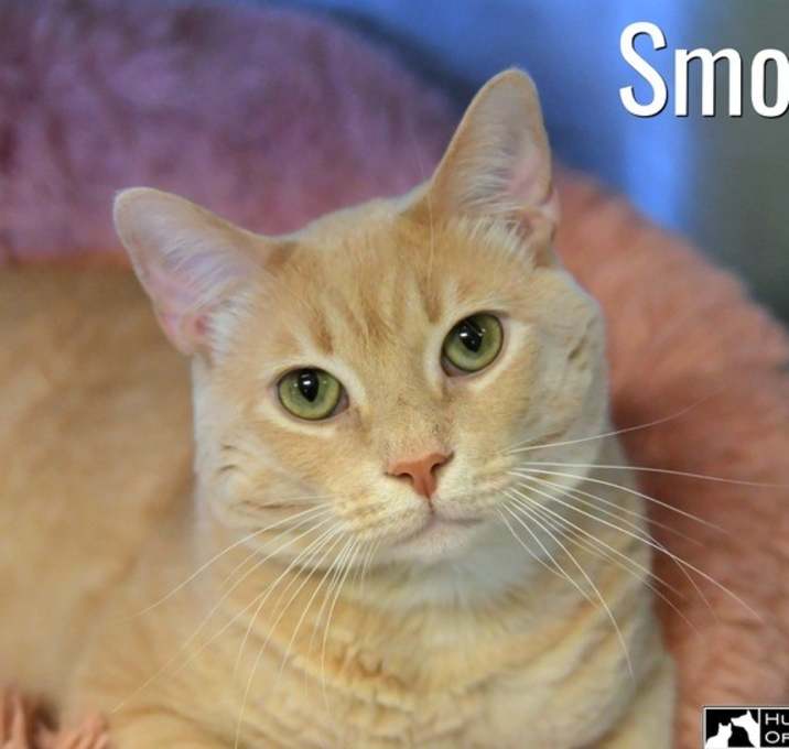 Photo of Smooth