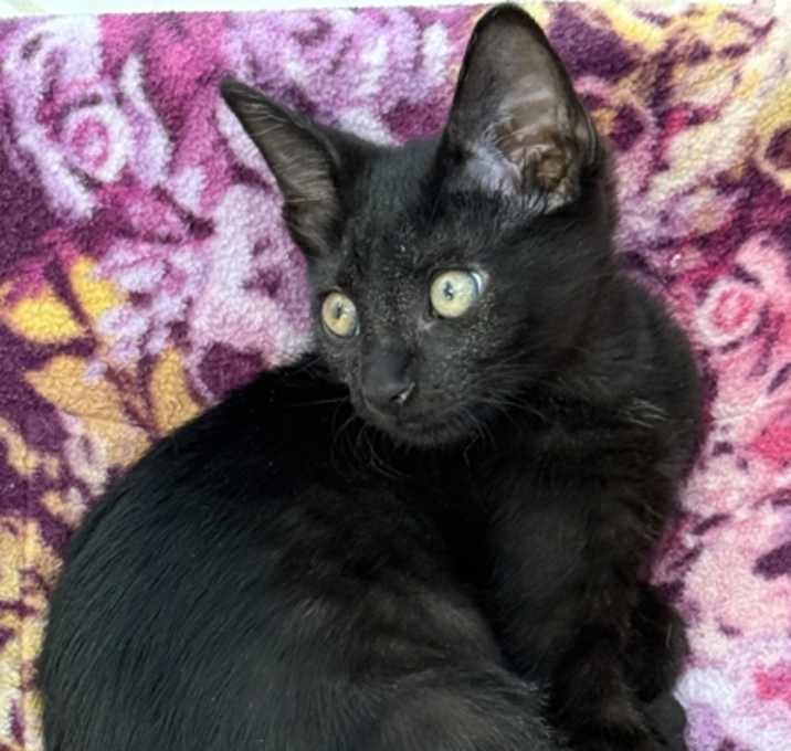 Photo of Button