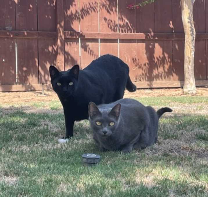 Photo of RuffNutt & TuffNut
