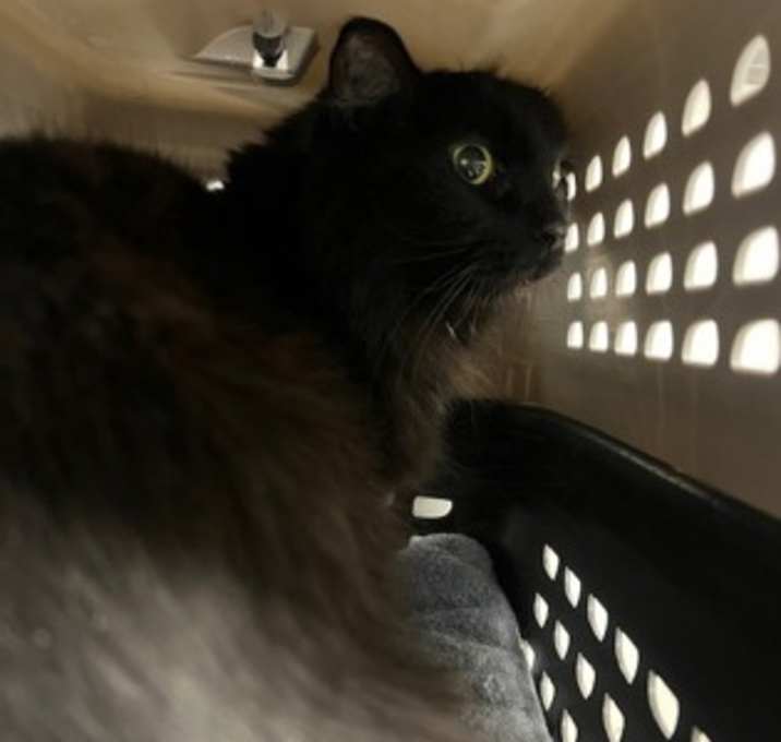 Photo of Lacey