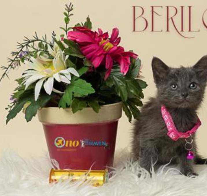 Photo of Berlioz