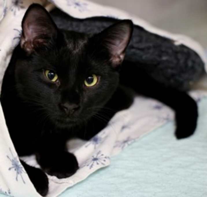 Photo of Apollo