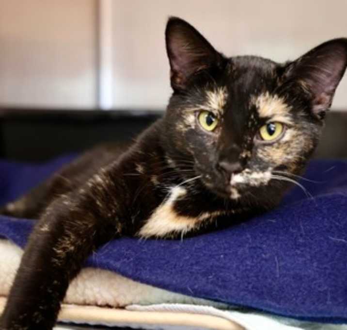 Photo of Artemis