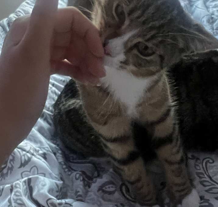 Photo of Georgie