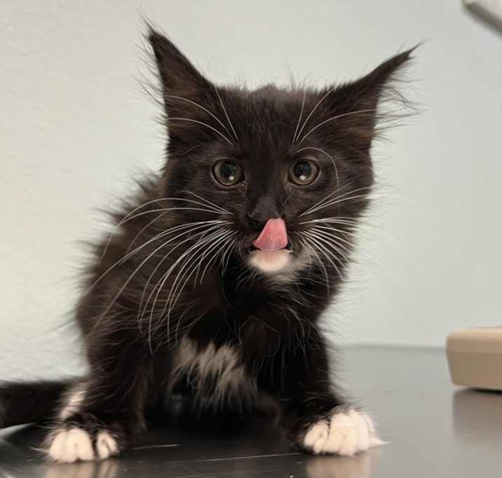 Photo of Daffy