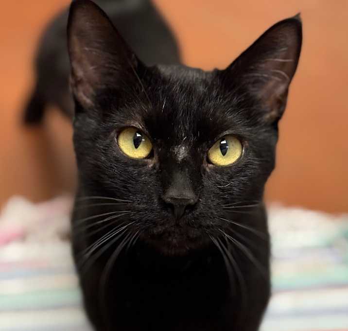 Photo of Purdy