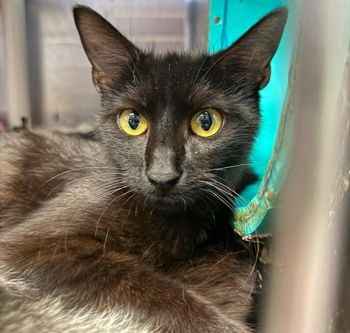 Photo of Penne