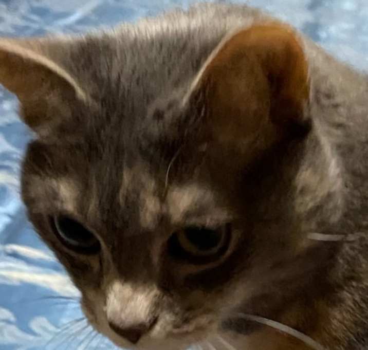 Photo of Gray Cat