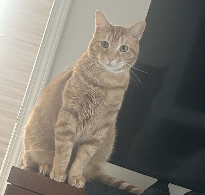 Photo of Remy