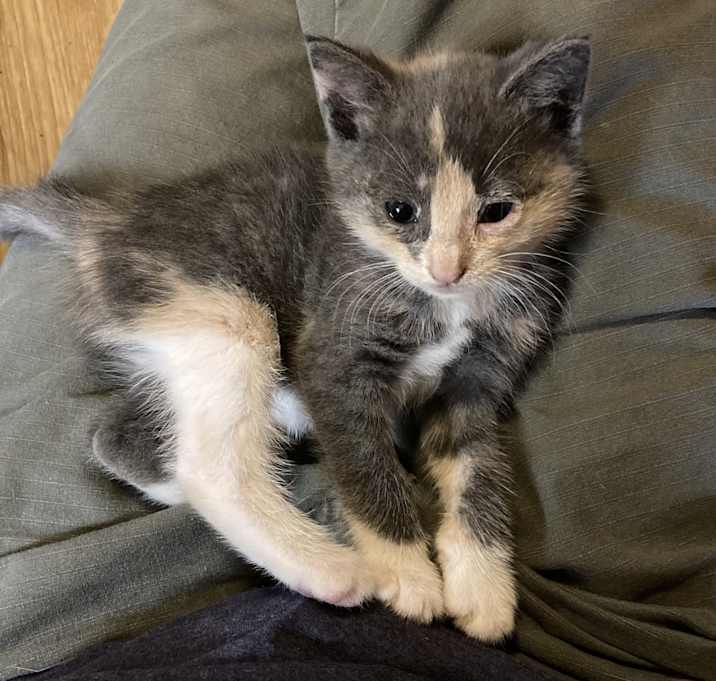 Photo of Misty