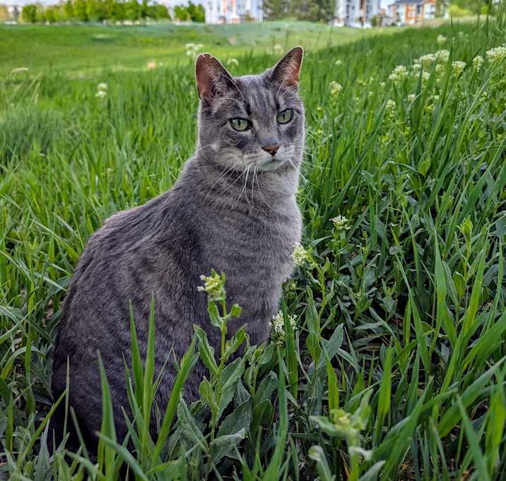 Photo of Zippes ("zips")