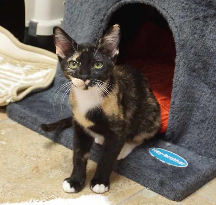 Photo of Sinclair