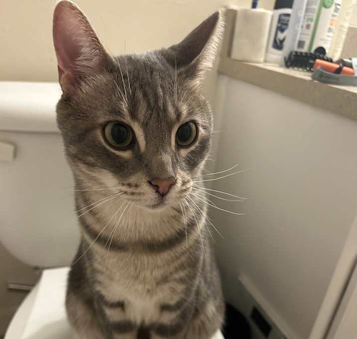 Photo of Munchie