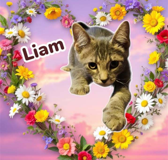 Photo of *LIAM