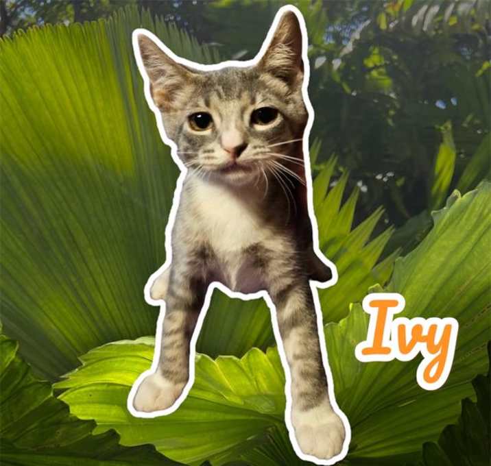 Photo of *IVY
