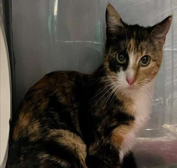 Photo of *CALI