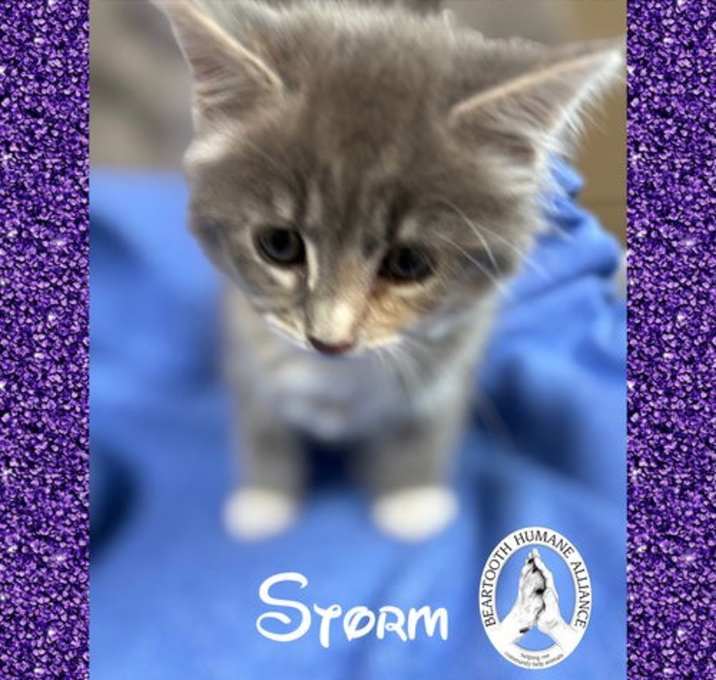 Photo of Storm