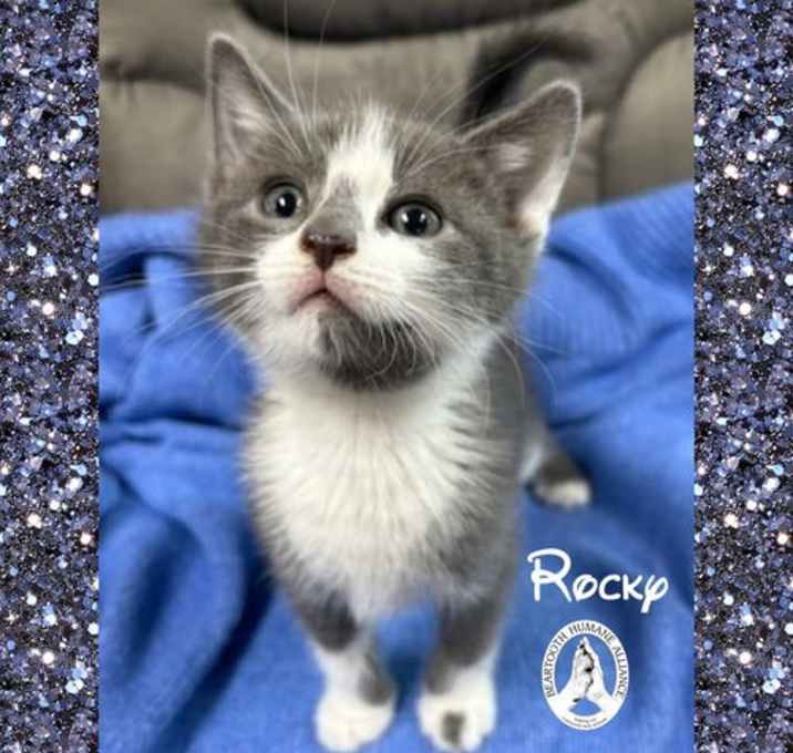 Photo of Rocky