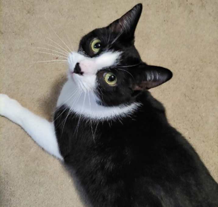 Photo of Tommy
