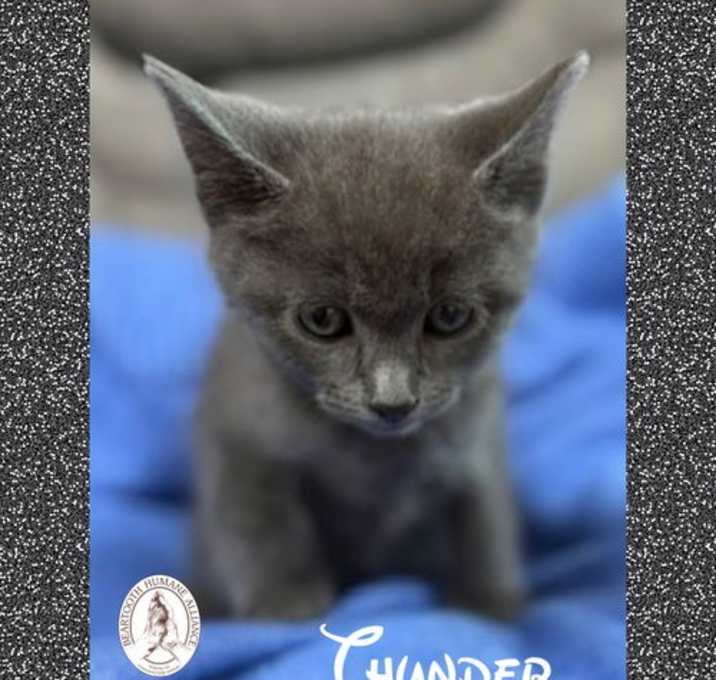 Photo of Thunder