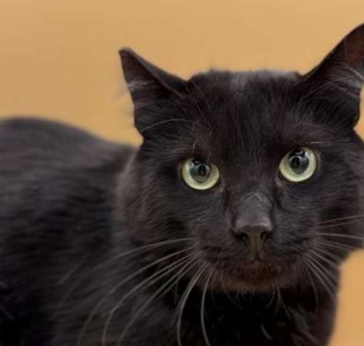 Photo of Panther