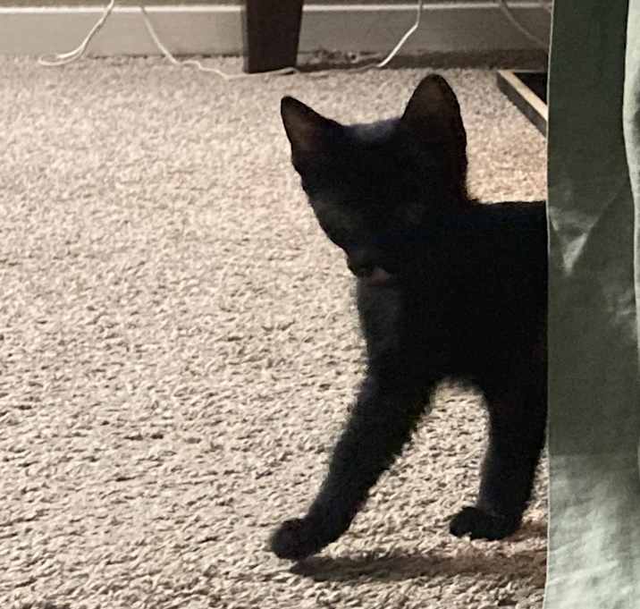 Photo of Luna