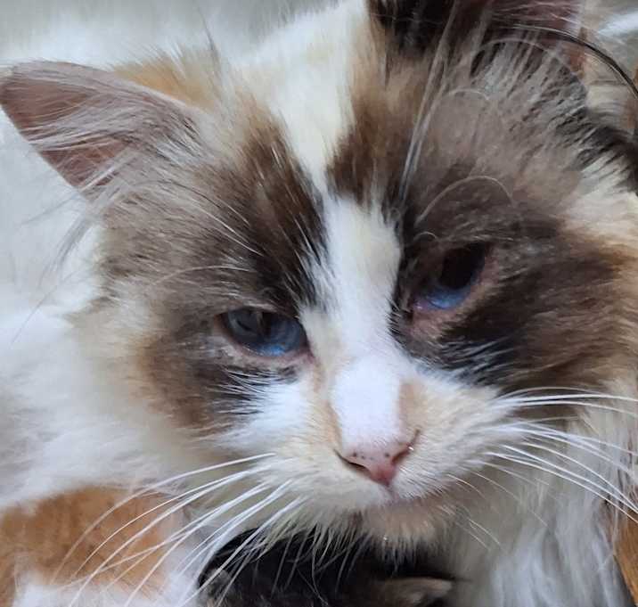 Photo of Sweetie