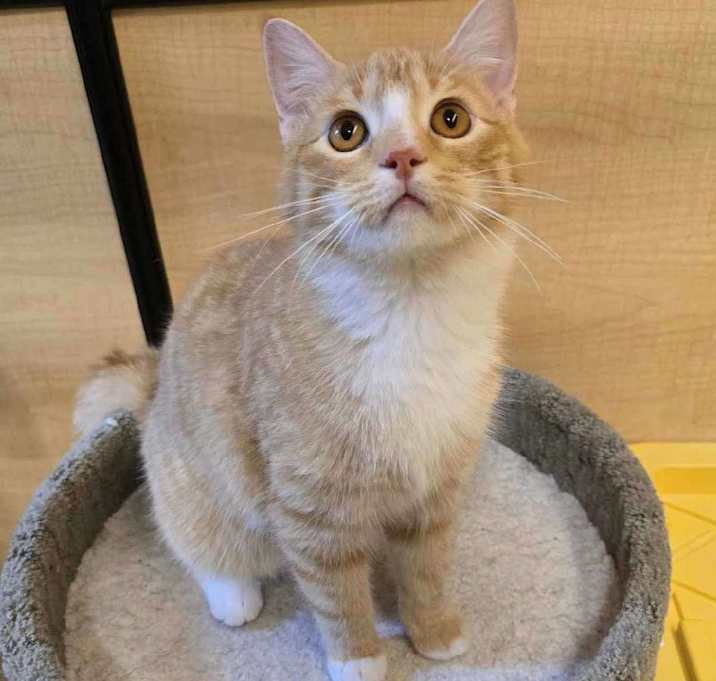 Photo of Waffle