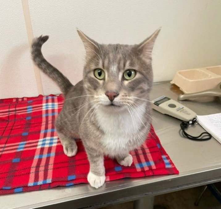 Photo of Murphy - Gray & White Cat #20