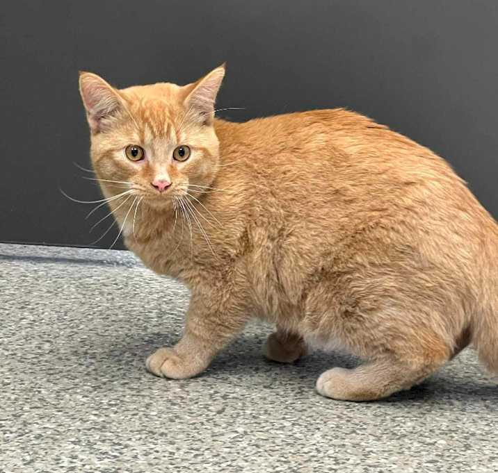 Photo of Firebrat
