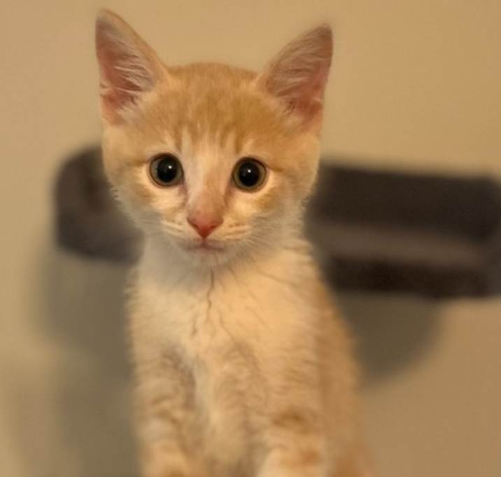 Photo of Gideon