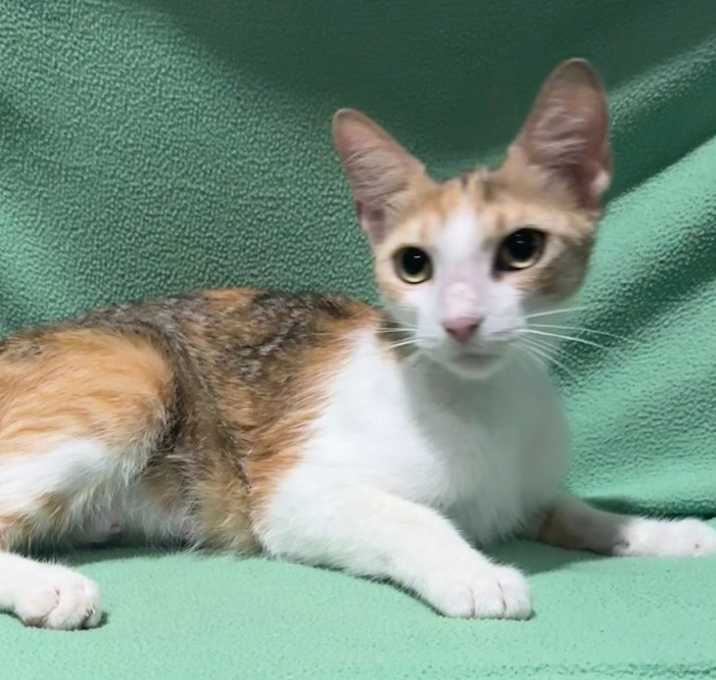 Photo of Odette