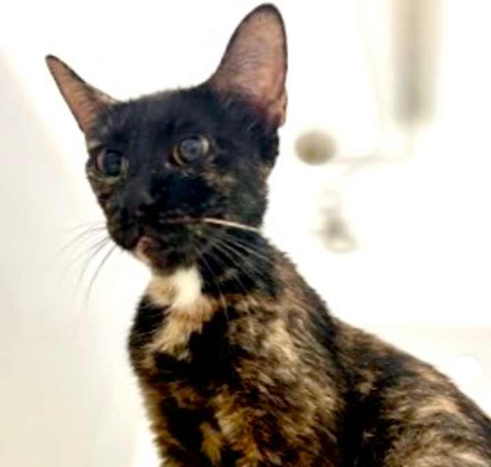 Photo of Toffee