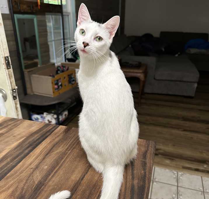 Photo of Nimbus