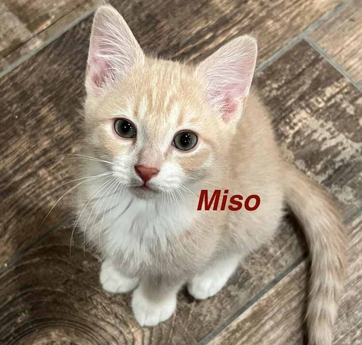 Photo of Miso