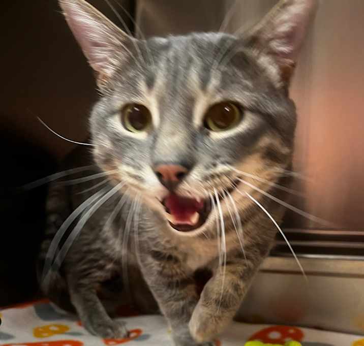 Photo of Mew