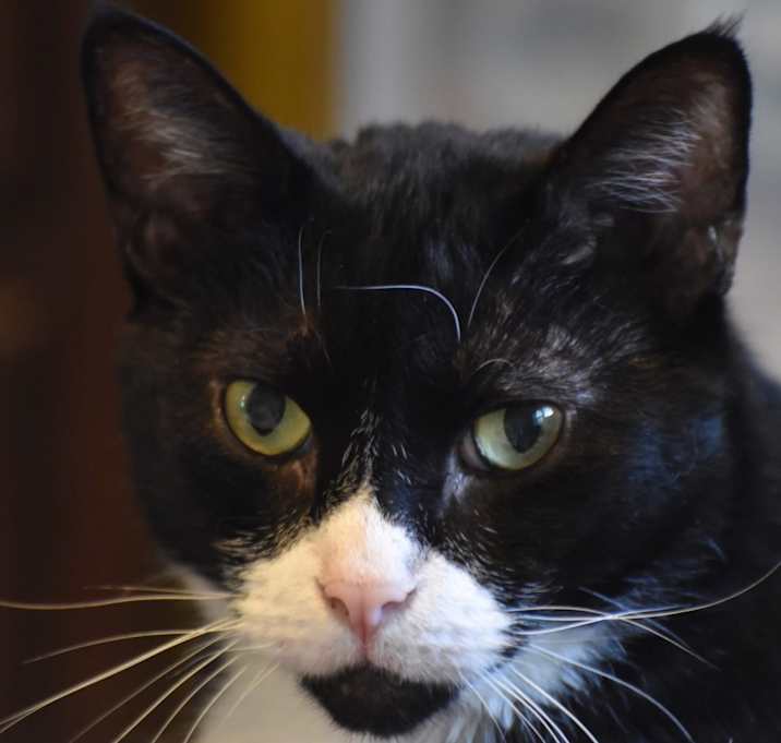 Photo of Pippin