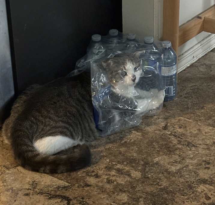 Photo of Kitten