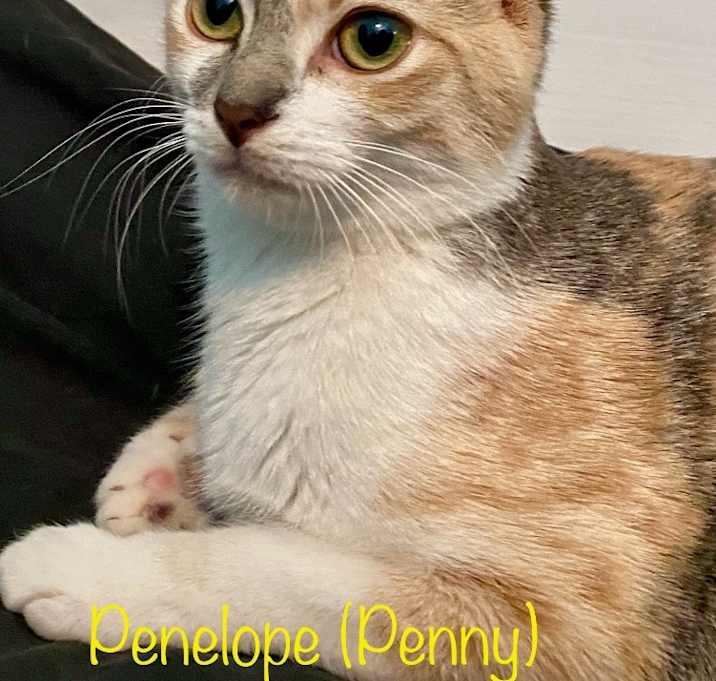 Photo of Penelope