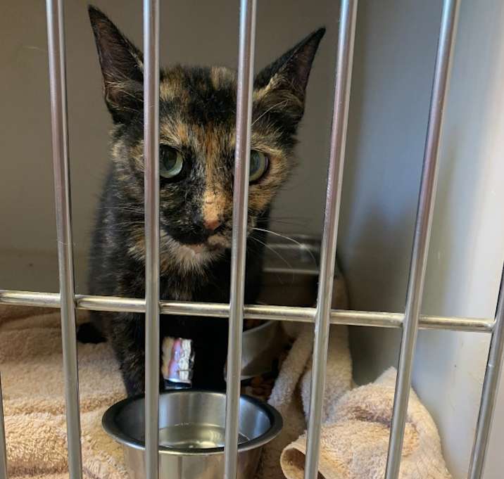 Photo of Feral