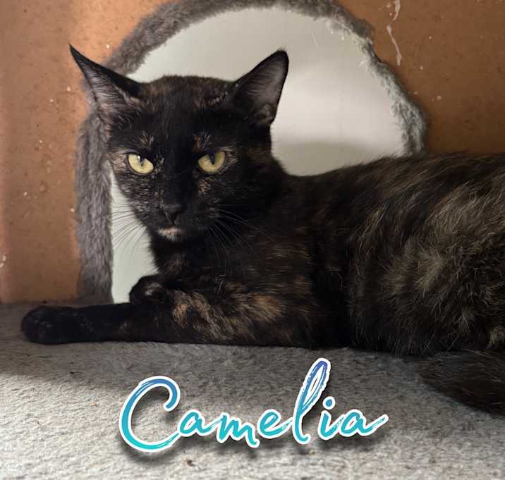 Photo of Camelia