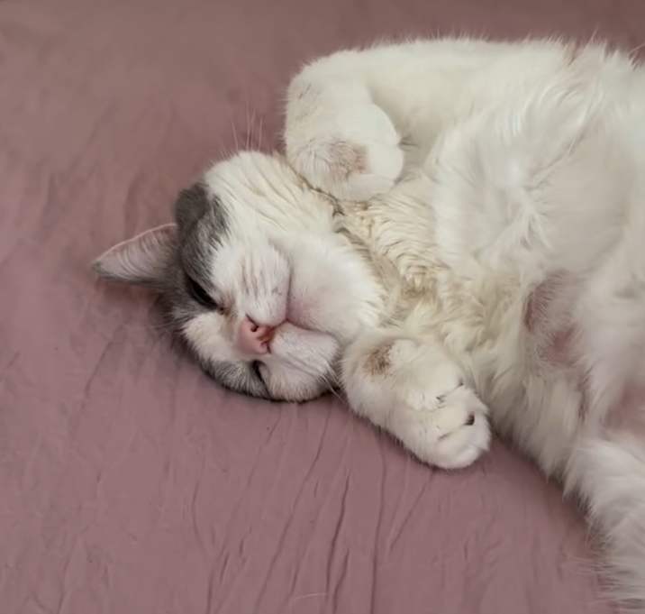 Photo of Primrose