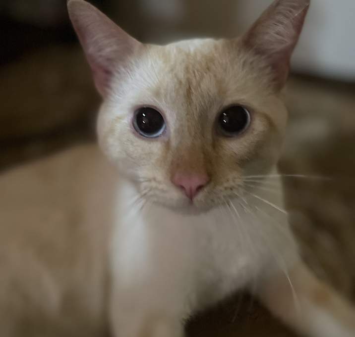 Photo of desco