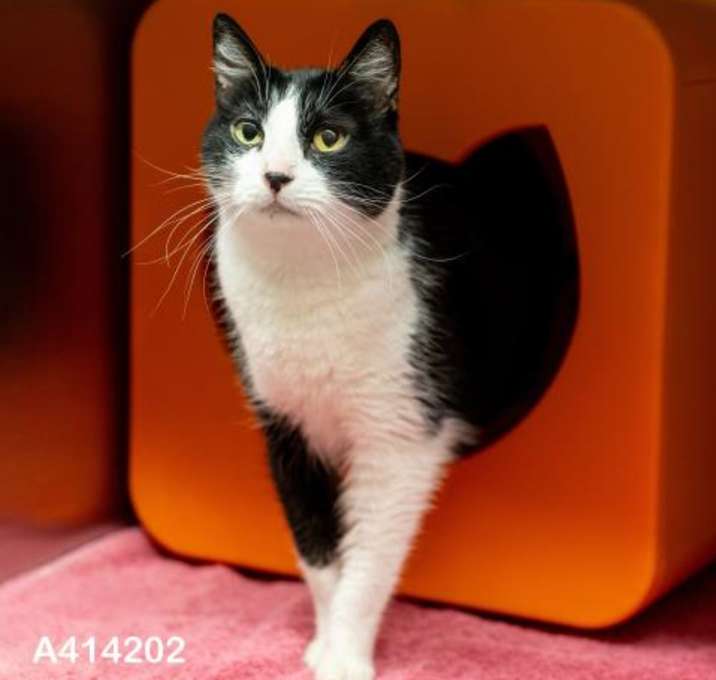 Photo of ANNABELLE