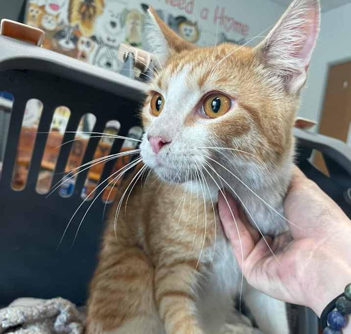 Photo of Bronco