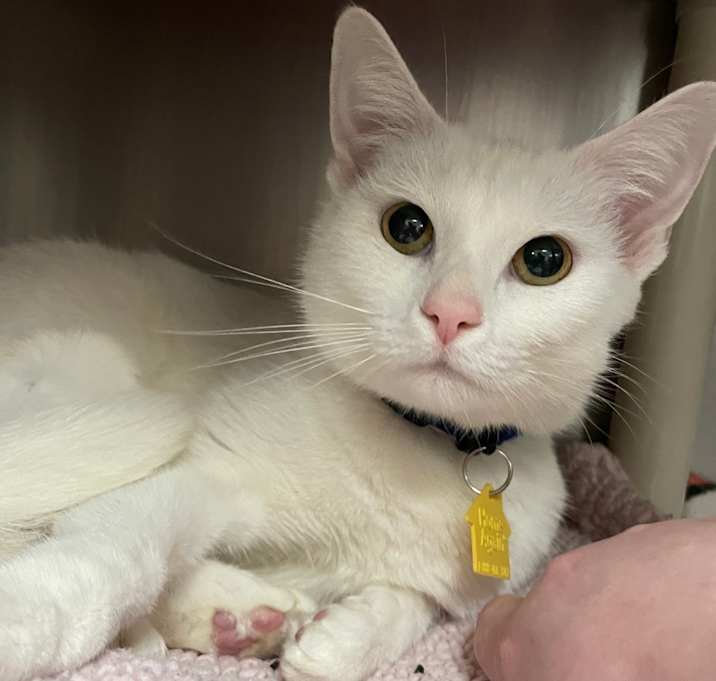 Photo of Snowball