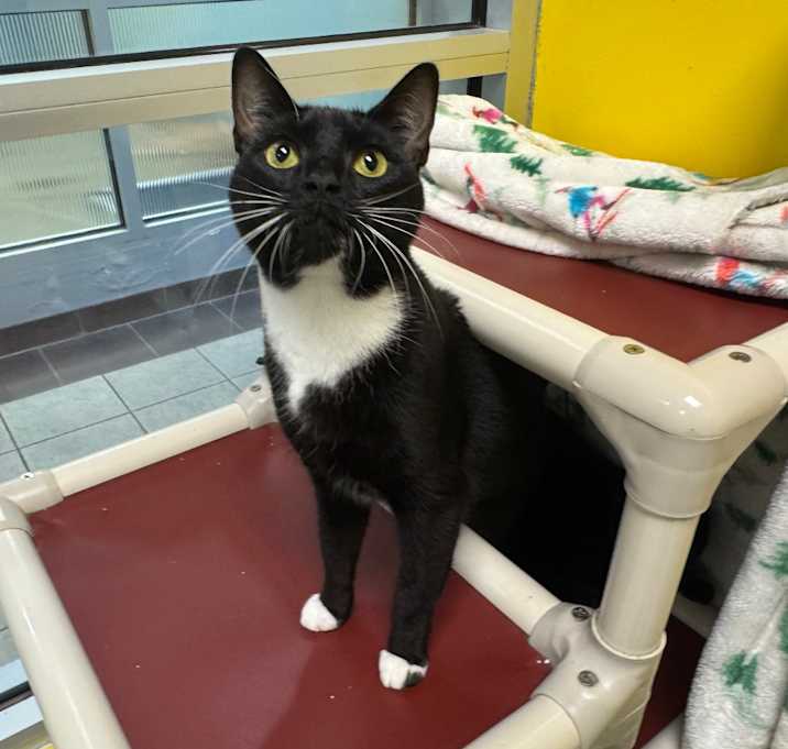 Photo of Lady Mittens 7466